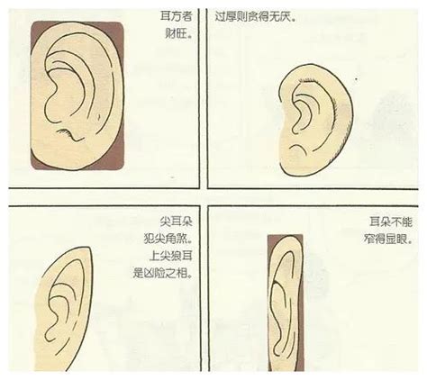 耳垂有線面相|耳垂面相算命图解